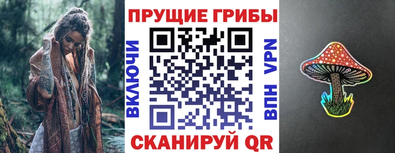 Купить  Кяхта  Псилоцибиновые грибы Psilocybe 